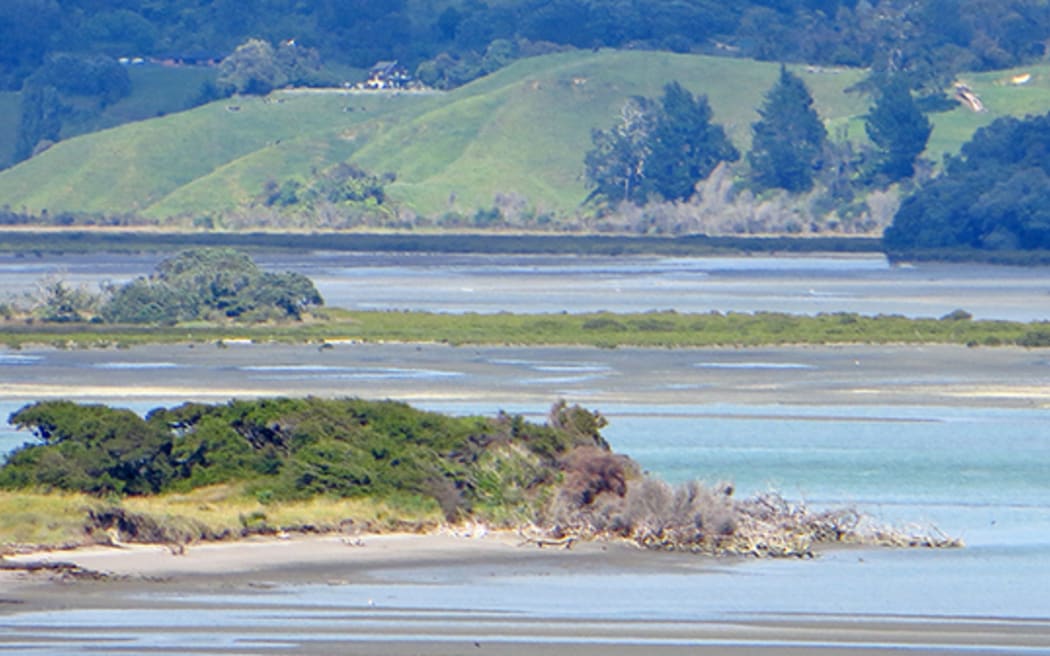 Salt marsh in and around Ōhiwa Harbour could be significant carbon sequestration sites.