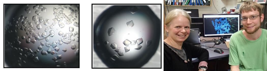 Beautiful diamond-shaped protein crystals that have been prepared from purified protein (left), and researchers Catherine Day and Adam Middleton in front of an electron density map
