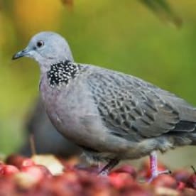 Photo for Spotted dove