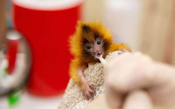 One of Auckland Zoo's newborn tamarin twins.