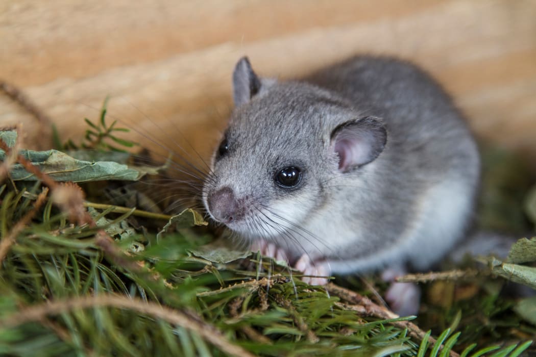 The dormouse is a mouse-like rodent that is active mainly at night.