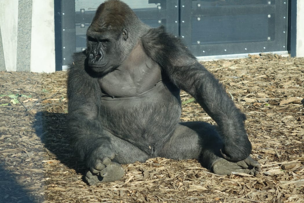 New Zealand's first gorillas have been officially unveiled at Christchurch's Orana Wildlife Park.