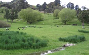 Grey Sheep and lambs on the hills of Stansborough