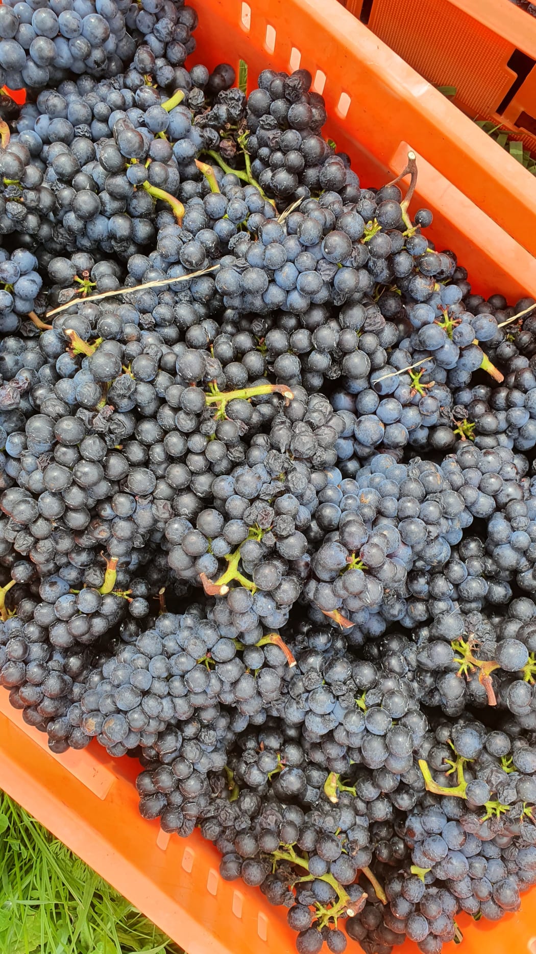 Pinot Noir grapes at harvest