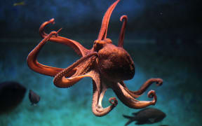 Common octopus (Octopus vulgaris). Wildlife animal.
