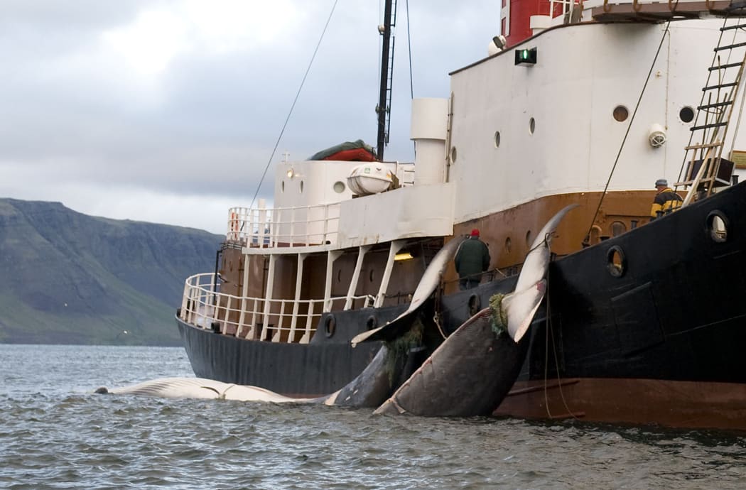 Fin whales caught off the western coast of Iceland.