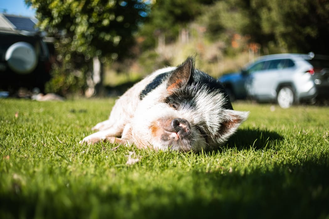 A kunekune taking time out