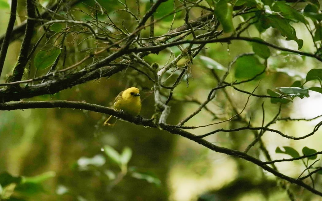 Mohua or yellowhead in the Landsborough Valley.