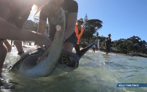 Green turtle Connie released in the Far North