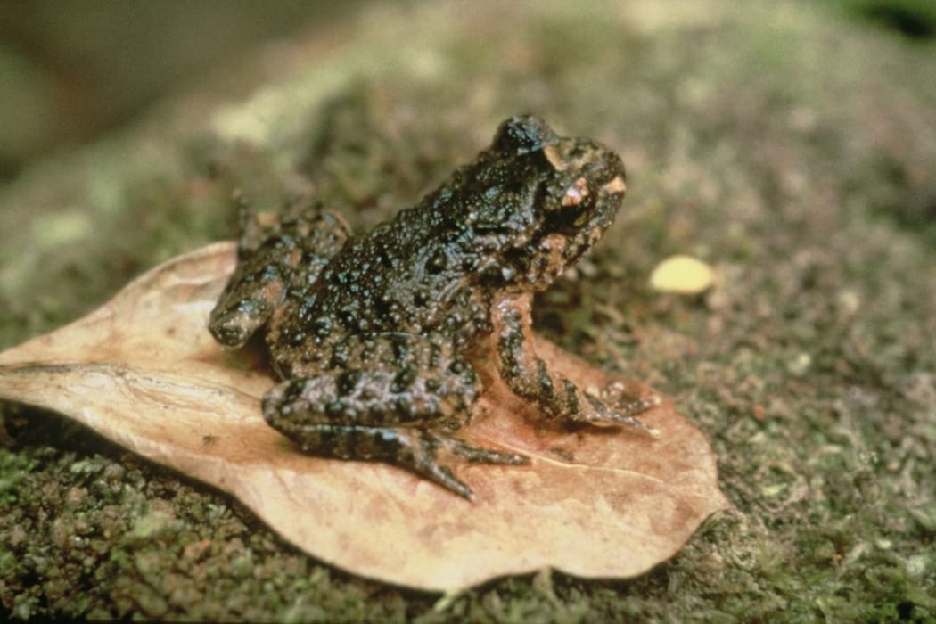 The Hochstetter frog is the size of your thumb