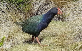 Takahē population soars above 400