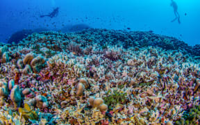 PERMITTED USE: This National Geographic image may be downloaded or is otherwise provided at no charge for editorial coverage or promotion of Pristine Seas/National Geographic Society. Distribution, sub-licensing, sale, resale or any commercial use of the images is prohibited.  

REQUIRED CREDIT AND CAPTION: Any and all image uses must include a caption referencing National Geographic’s Pristine Seas program and be properly credited as noted in the file-name and metadata.

DEFAULT: Failure to comply with the prohibitions and requirements set forth above will obligate the individual or entity receiving this image to pay a fee as determined by National Geographic.