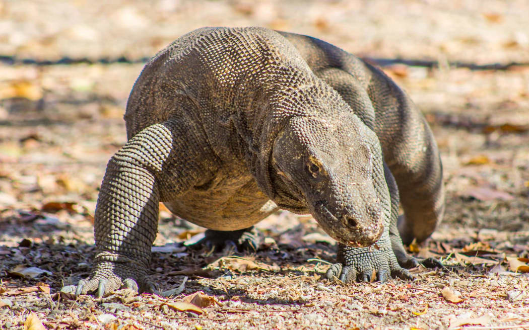 A Komodo dragon on Komodo Island.
