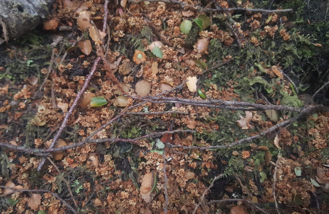 Fading silver beech flowers carpet the forest floor on the Hump Ridge Track, in southern Fiordland, during the 2019 mega-mast year.