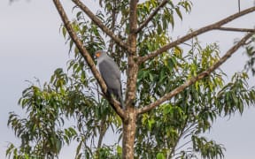 This image of the New Britain Goshawk - undocumented since 1969 - was captured in the Nakanai Ranges by Fiji-based photographer Tom Vierus.