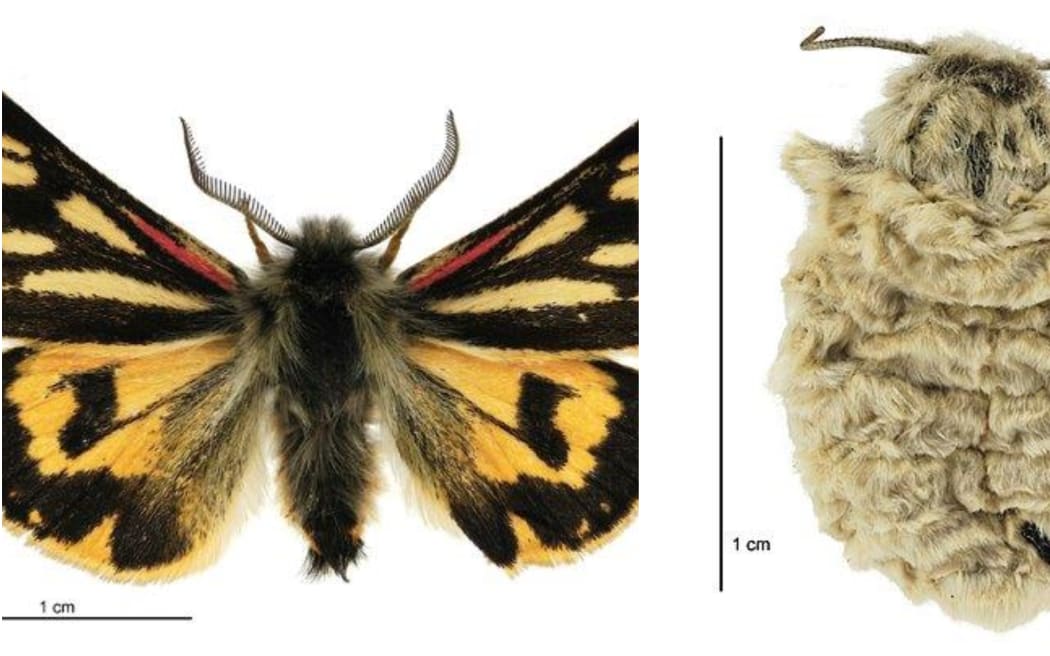 LEFT: Metacrias huttoni maleBirgit Rhode, Landcare Research New Zealand Ltd. RIGHT: Metacrias huttoni female_Birgit Rhode, Landcare Research New Zealand Ltd._