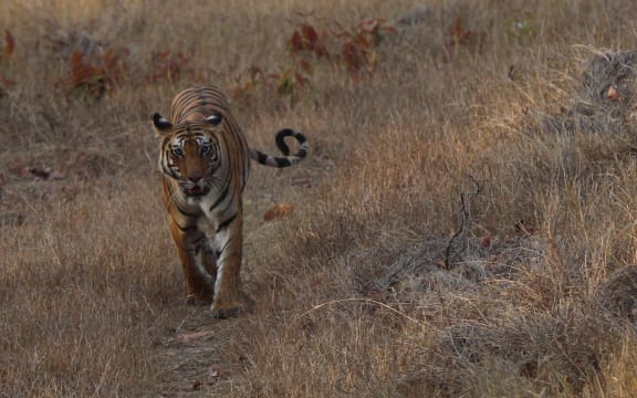 Female Tiger, Bandhavgarh
