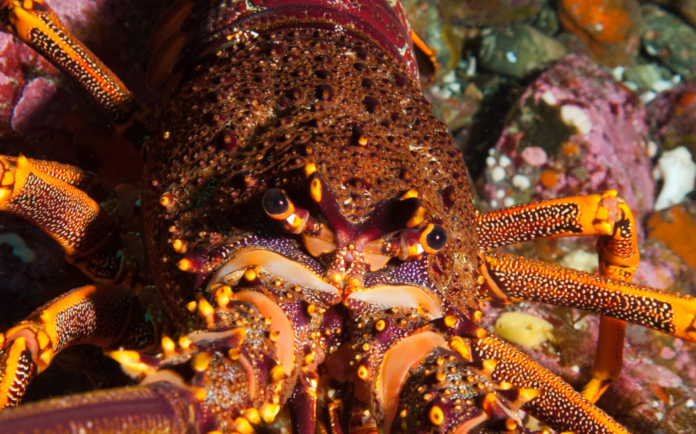 Large crayfish
