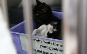 Kittens at Auckland SPCA just a few days old about half way through kitten season.