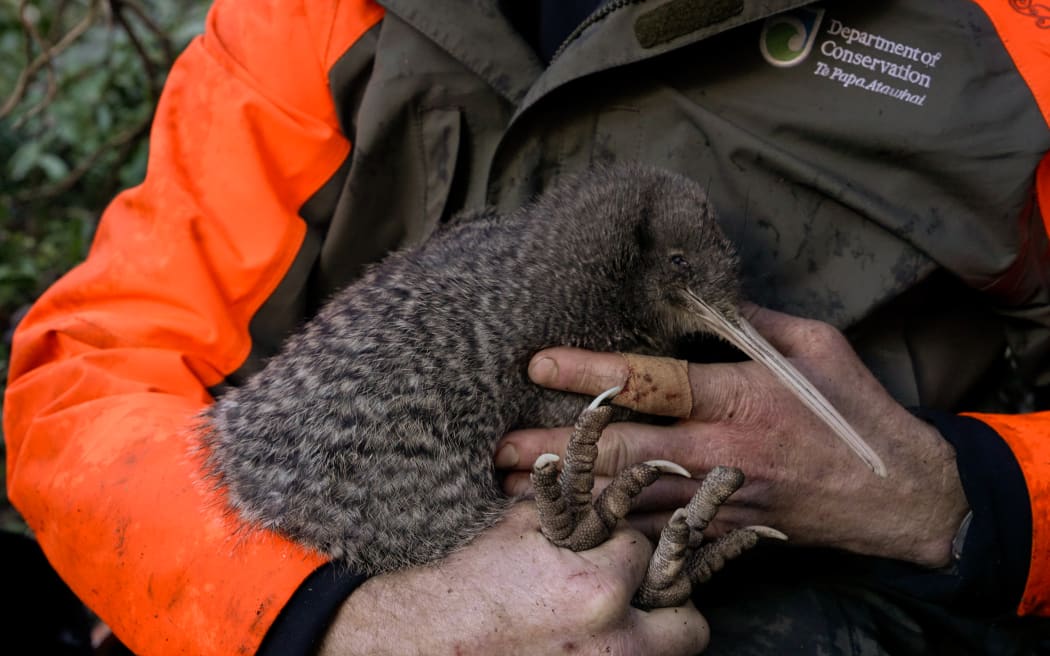 A female kiwi pukupuku found in the Adams Wilderness Area, the first in nearly 50 years.