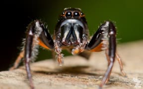 Black-headed jumping spider