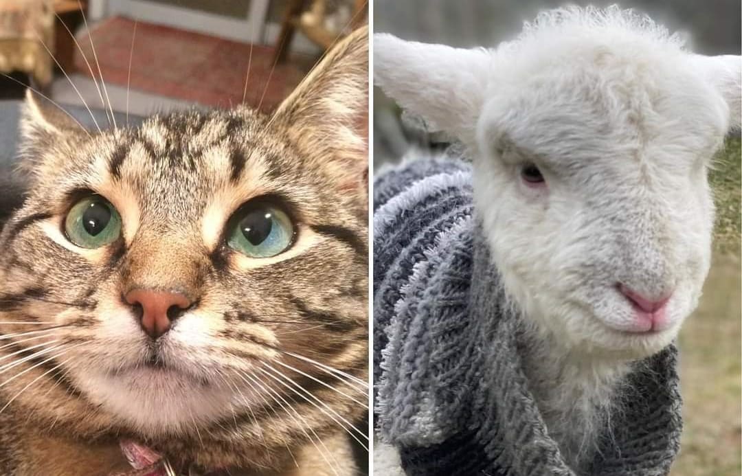 Coco the cat and Gladys the lamb - pets lost and found in Lake Ohau fire