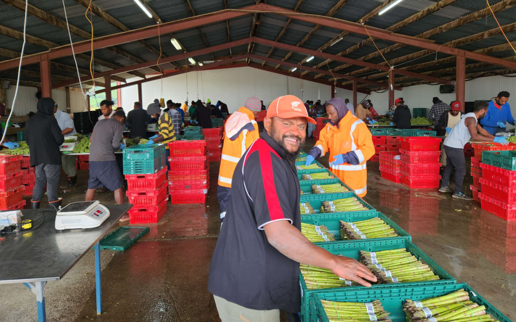 Adi Seimo checking the quality at Mangaweka Asparagus