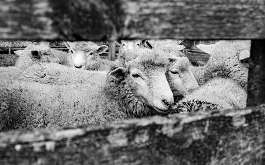 The weekly sheep sale at Gisborne's Matawhero Stockyards