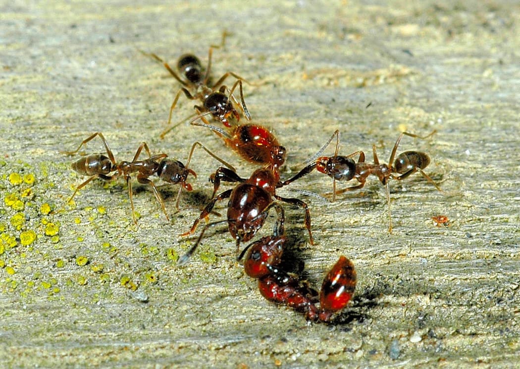 Ant fight: invasive Argentine ants attacking the larger southern ant, a species that is native to New Zealand and common outside of forest ecosystems.