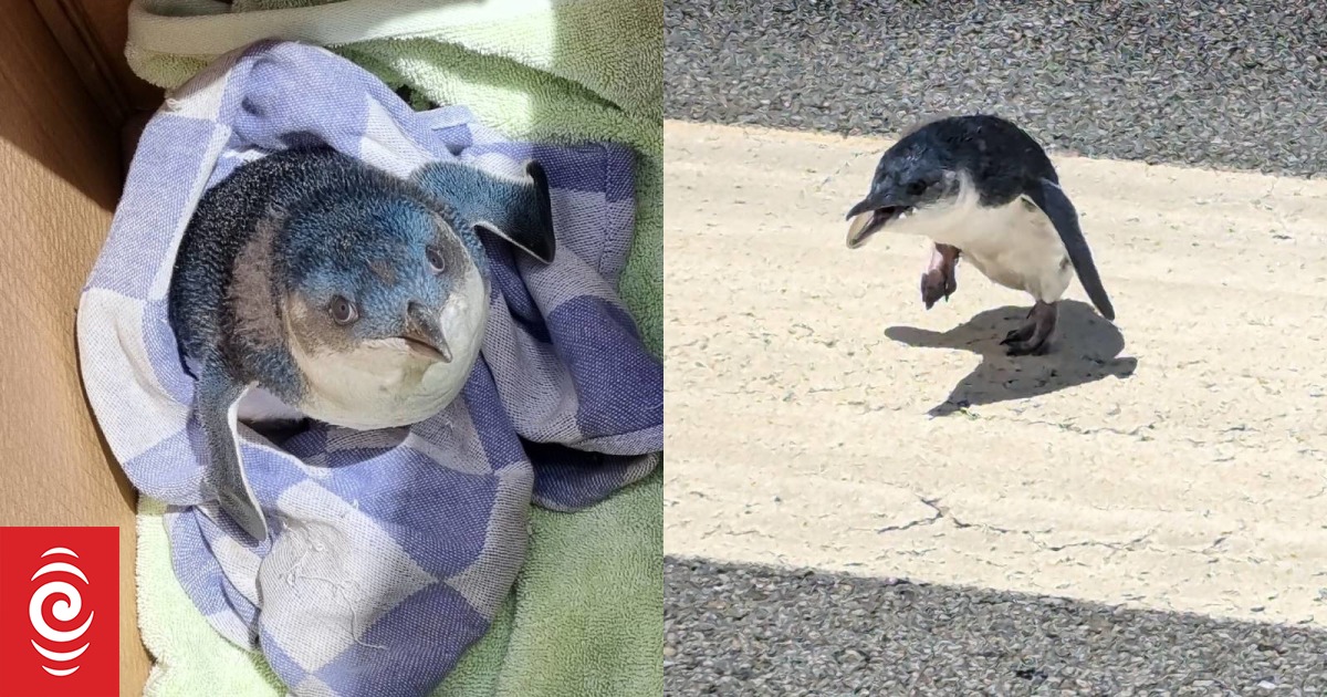 Happy Feet: Wellington Airport penguin released into the wild - Vimarsana News
