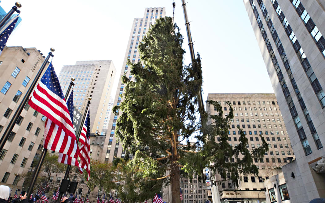 NEW YORK, NEW YORK - NOVEMBER 14: The Rockefeller Center Christmas Tree arrives at Rockefeller Plaza and is craned into place on November 14, 2020 in New York City.