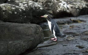 A yellow-eyed penguin at Curio Bay, Southland.
