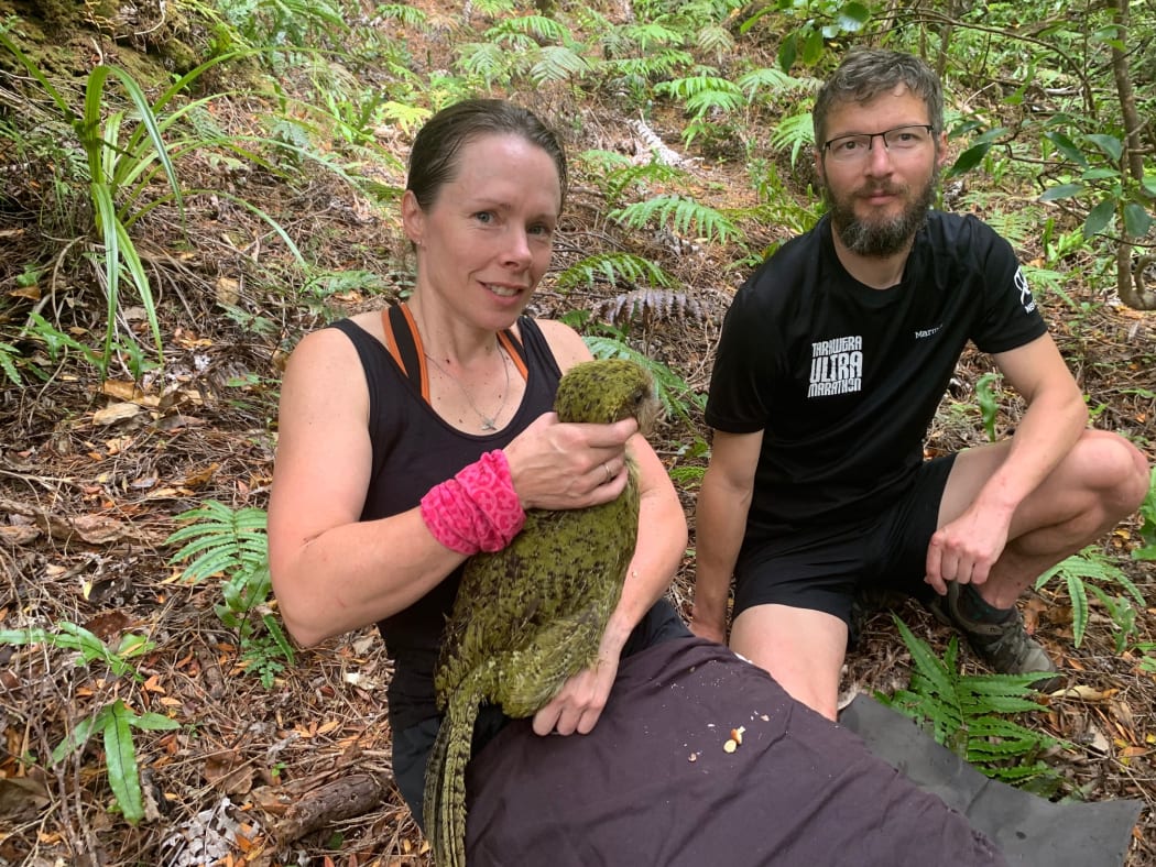 Deidre Vercoe, manager of DOC's Kākāpō Recovery Team, holds a female kākāpō, Esperance, after she has been artificially inseminated with sperm from the male kākāpō Arab and Stumpy. Kākāpō ranger Anton Marsden looks on.