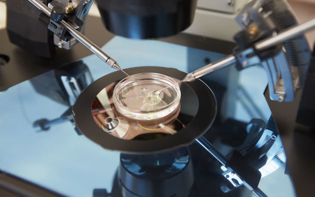 28155130 - laboratory fertilization of eggs in ivf treatment