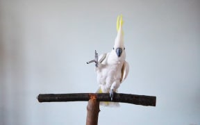 One of the cockatoos performed more than 250 dance moves.