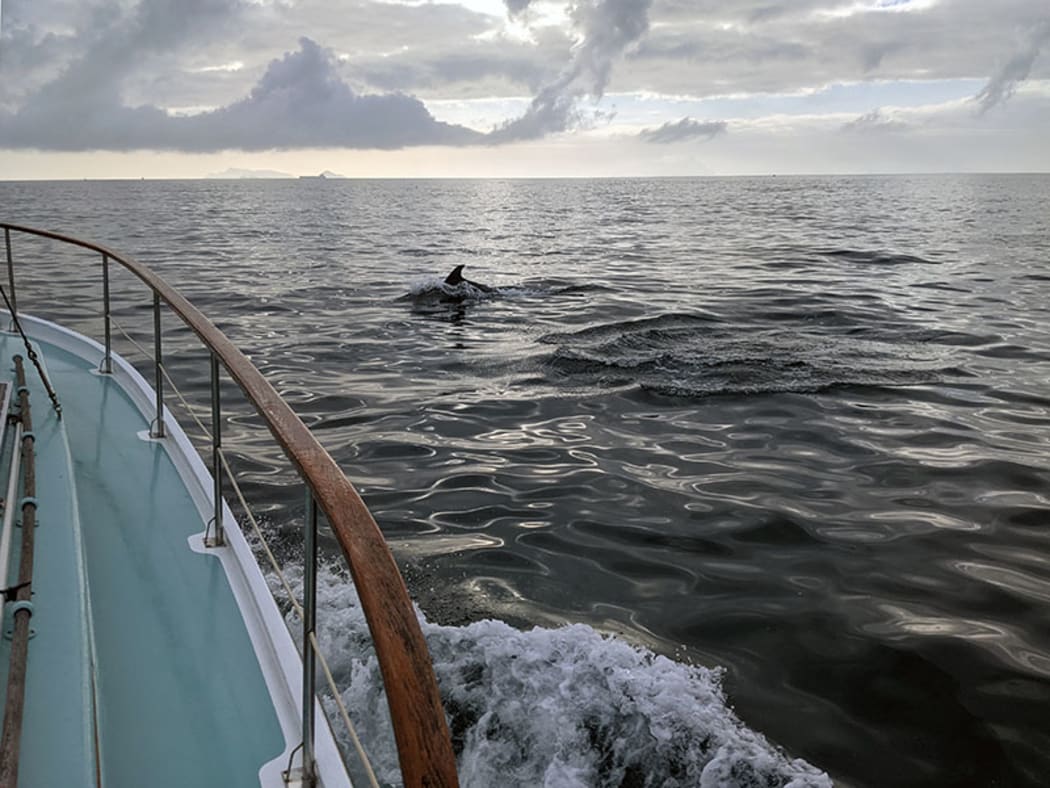 Dolphins are always welcome companions on a coastal passage