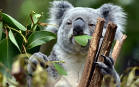 Detoxification genes enable koalas to eat eucalyptus leaves.