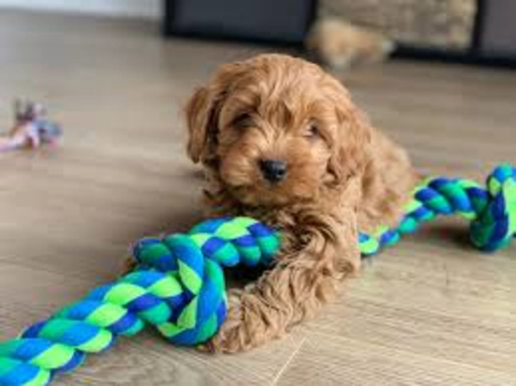 Cavoodle