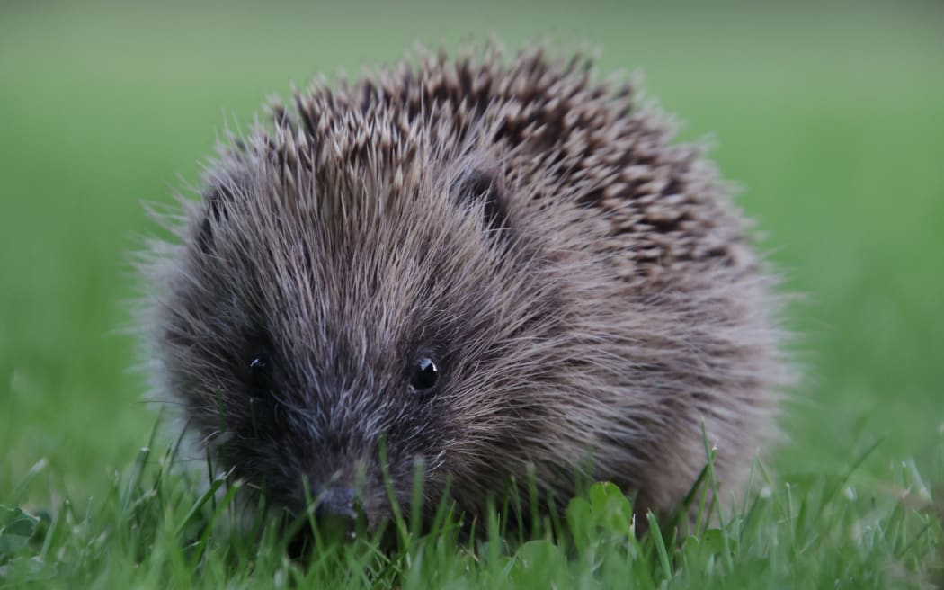 Hedgehogs may look cute, but they are thought to have a devastating effect on native species and the environment