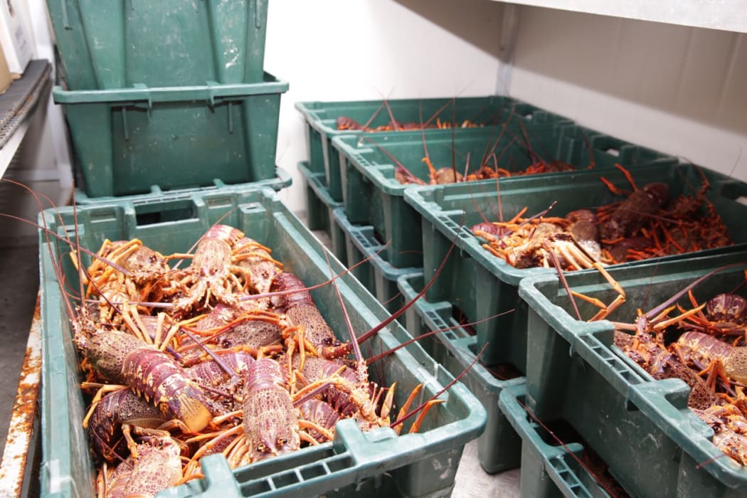 300 kg of crayfish waiting in the fridge at Takahanga marae for the hundreds of locals and stranded tourists tomorrow.