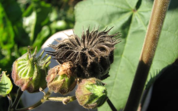 The blackened seed head of the velvetleaf plant - a highly invasive weed which has been found on two new properties in the Waikato Region.