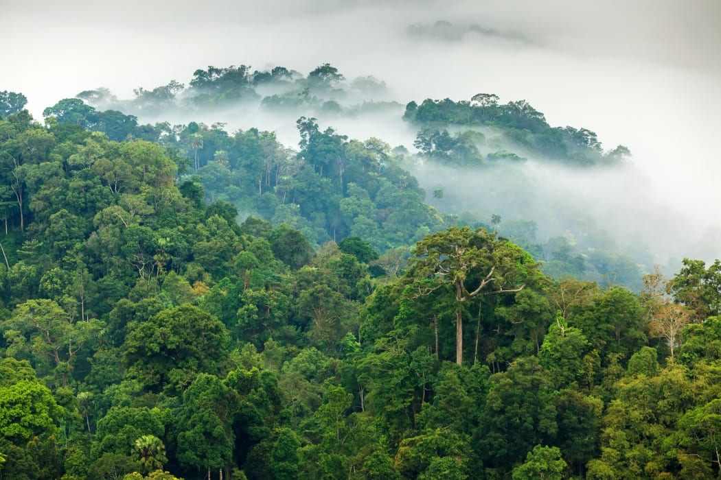 Morning fog in a wild tropical rainforest in Kaeng Krachan national park, Thailand