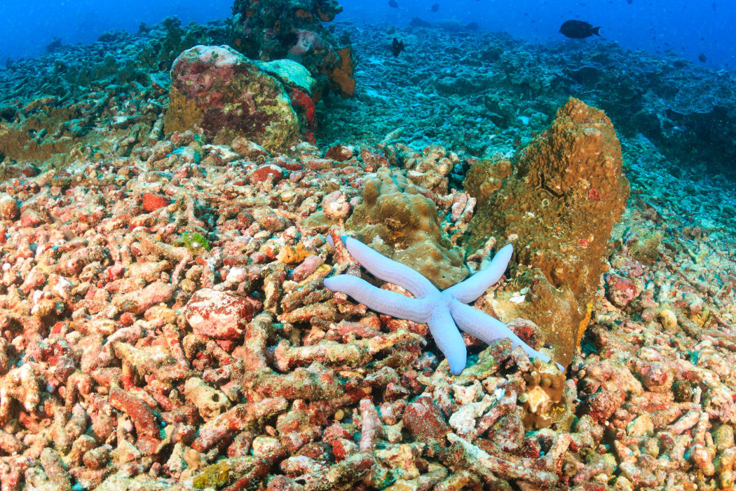 A single starfish on an area or bleached, dead coral. ocean acidification