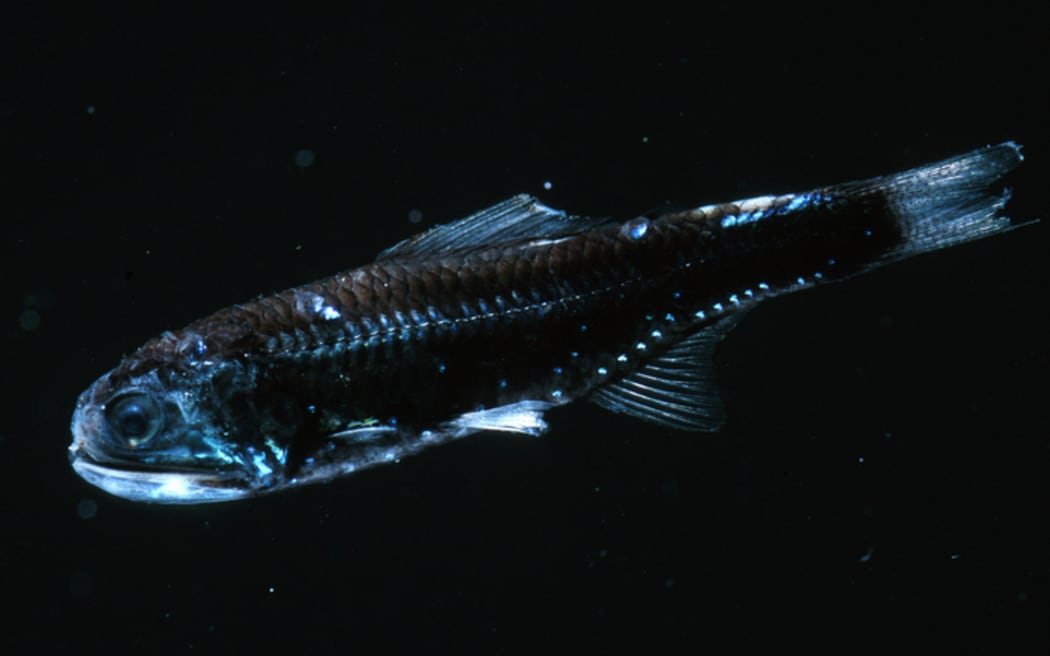 A fish with bioluminescent streaks and dots on its dark body against a dark backdrop.