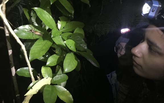 A person wearing a headtorch at night illuminates a wētā sitting on a leaf