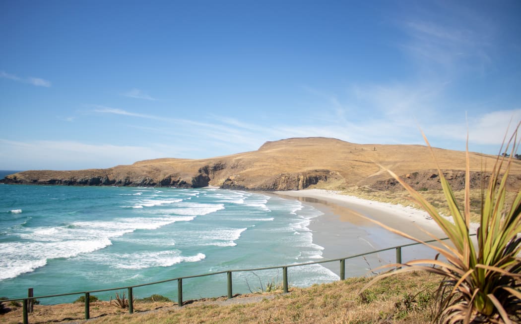 Pipikaretu beach, part of the Penguin Place reserve