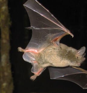 A short tailed bat in flight.