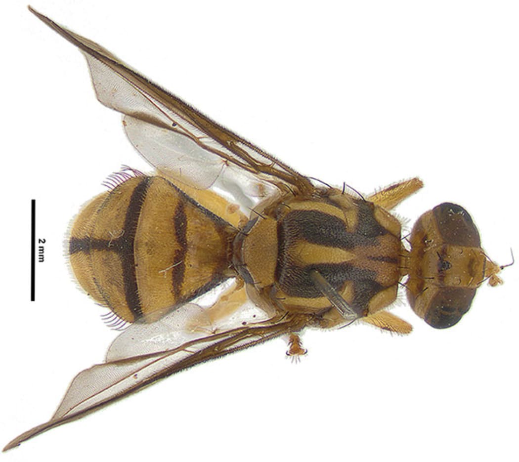 A 1.5km exclusion zone has been set up around where the Tau fly was found in Manurewa.