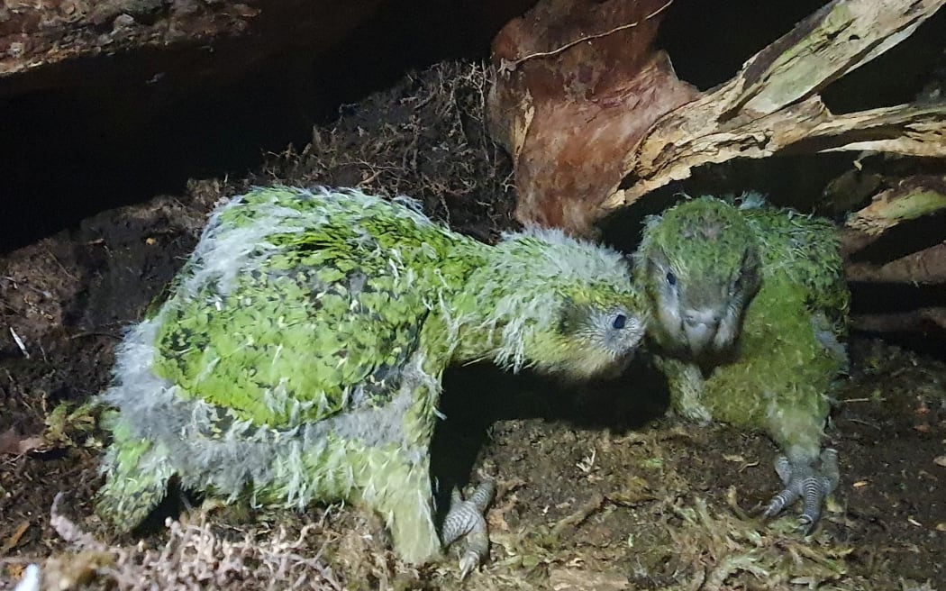 Kākāpō chicks Marian-A2 and Marian-A3. They belong to the Fiordland dynasty of kākāpō. Their mother Marian is 5 years old and 2022 is the first time she has bred.