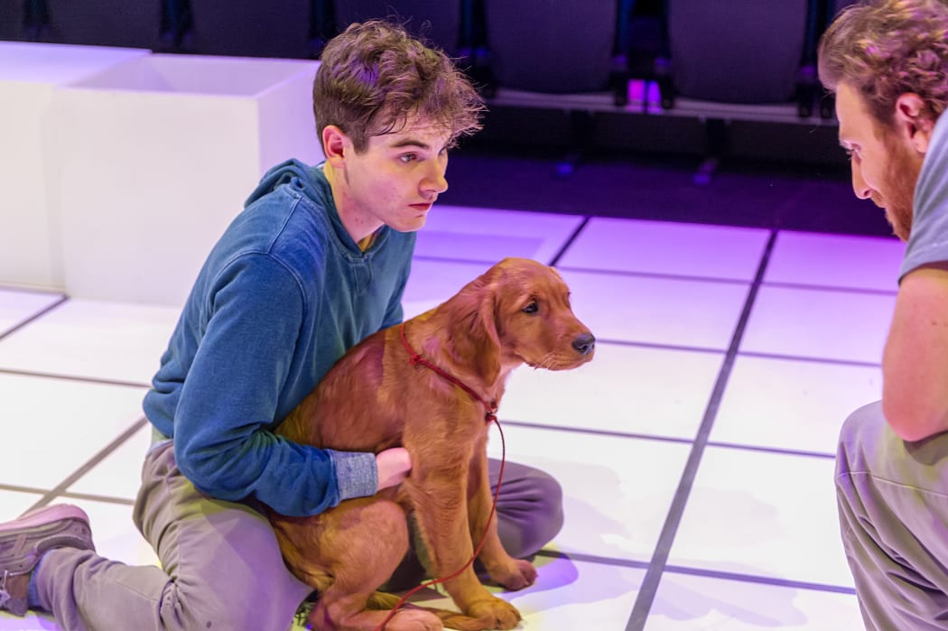 The Curious Incident of the Dog in the Night-Time